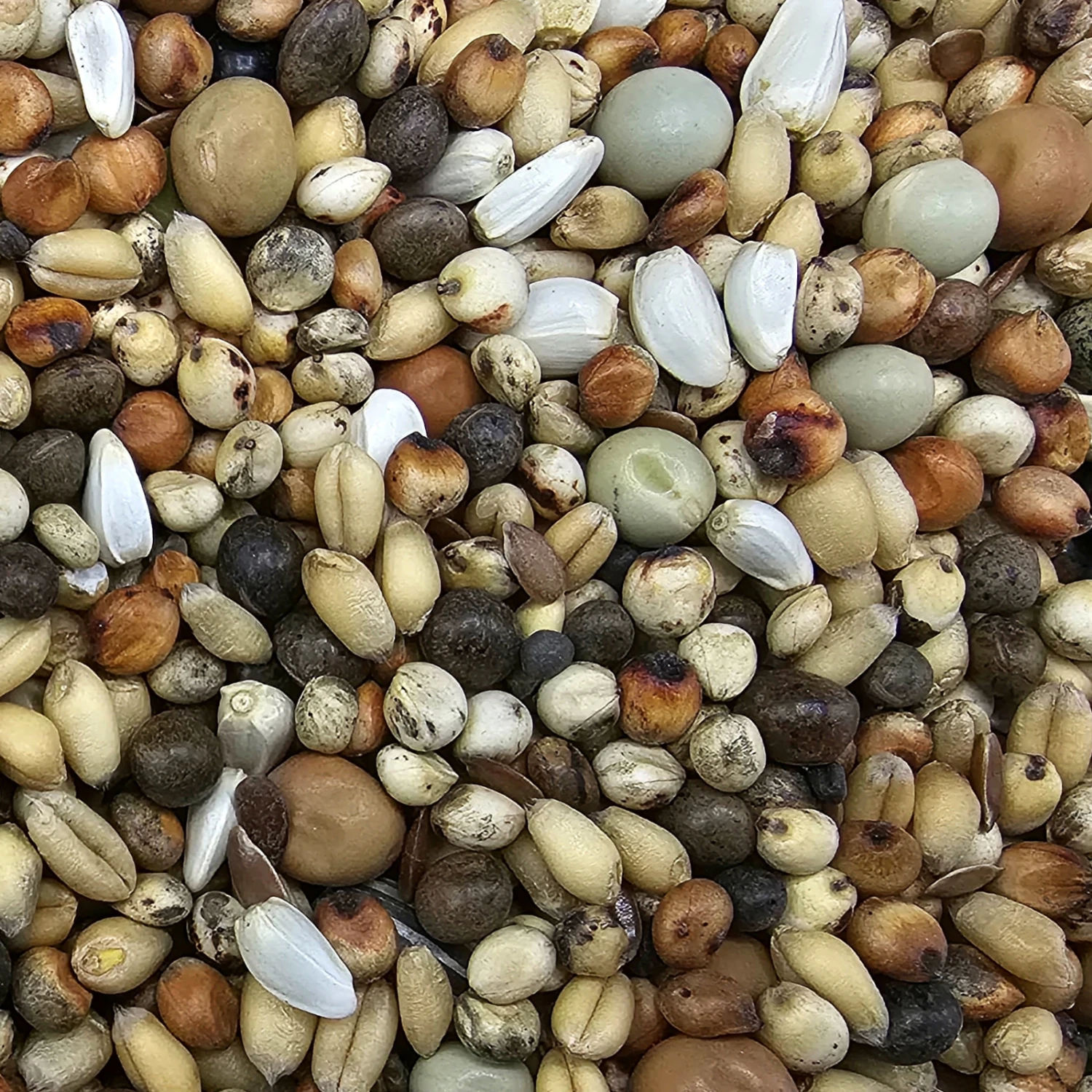 Beyers 48 - Olympia Zucht- & Jungtauben Ohne Mais 25kg 1 Beyers 48 - Olympia Zucht- & Jungtauben Ohne Mais 25kg