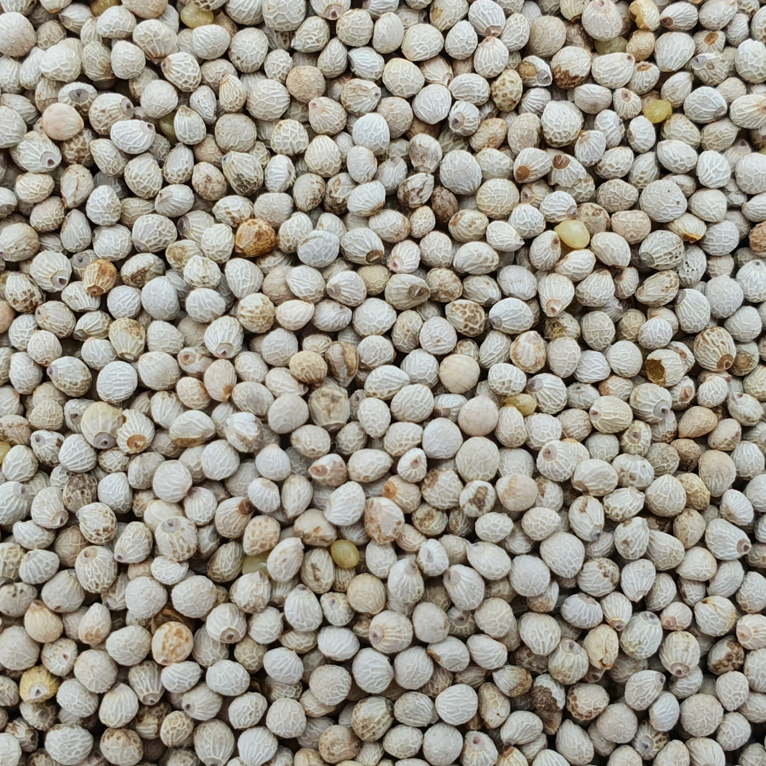 Perillasaat Weiß - Gladen 2,5kg 1 Perillasaat Weiß - Gladen 2,5kg