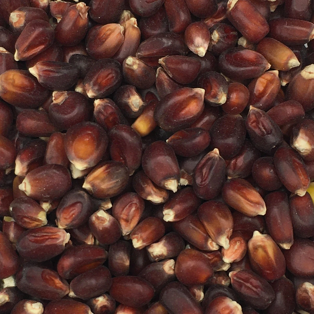 Mais Bordeaux Rot Nr.200 Vanrobaeys 20kg 1 Mais Bordeaux Rot Nr.200 Vanrobaeys 20kg