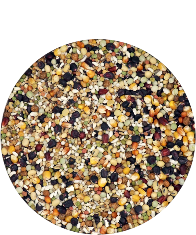 Versele Champion Plus IC+ Black Label, 20kg 1 Versele Champion Plus IC+ Black Label, 20kg