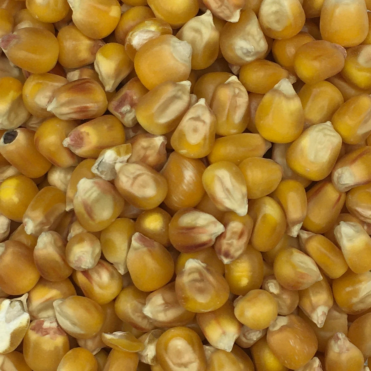 Mais Cribbs Nr.78 Vanrobaeys 25kg 1 Mais Cribbs Nr.78 Vanrobaeys 25kg