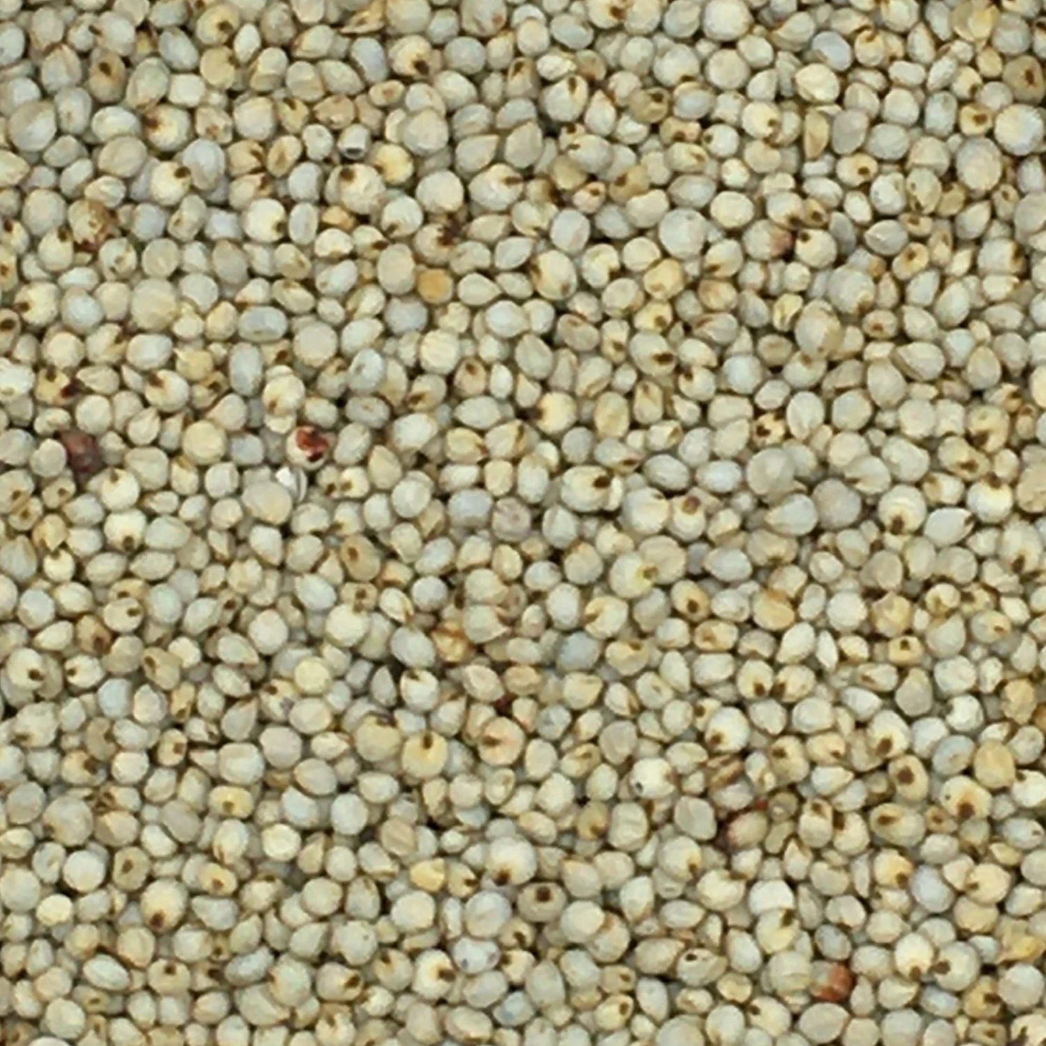 VERSELE-LAGA Dari Weiß - Versele 25kg 1 VERSELE-LAGA Dari Weiß - Versele 25kg