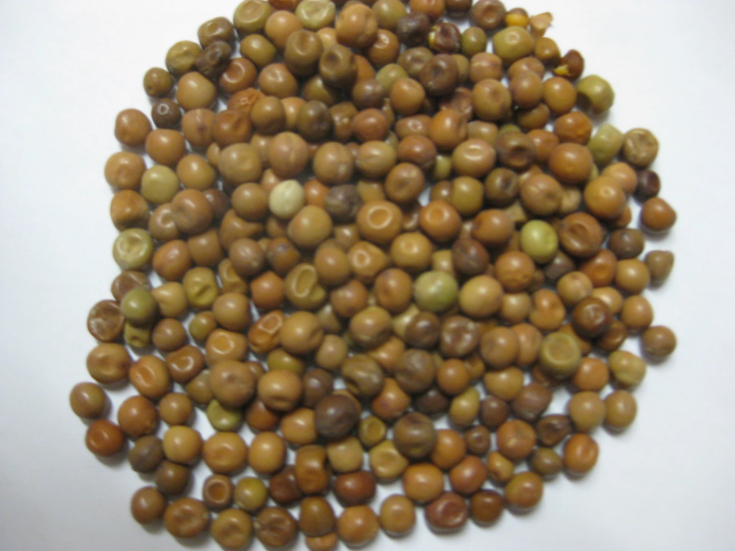 Dunpeas - Vanrobaeys 25kg 1 Dunpeas - Vanrobaeys 25kg