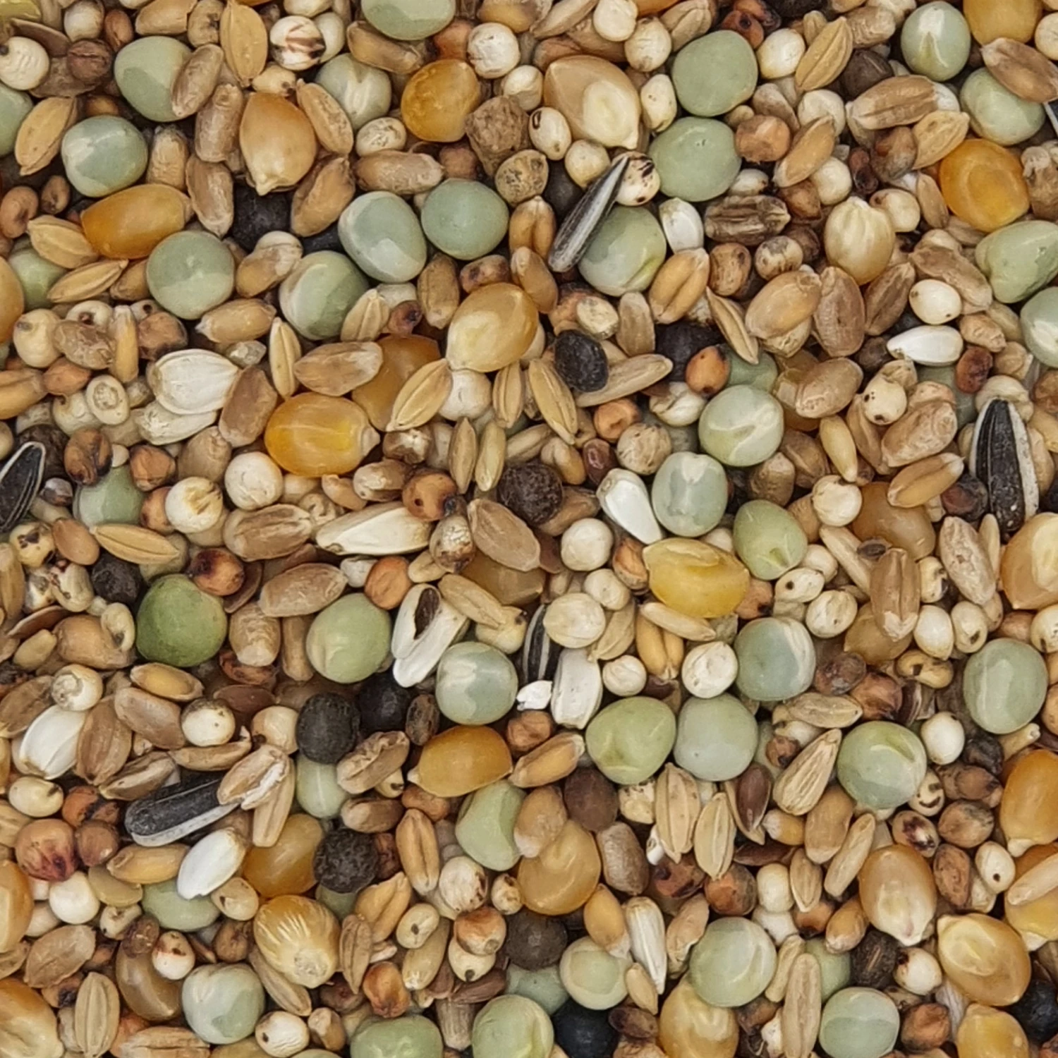 Gladen Rassetauben Mit Mais 25kg 1 Gladen Rassetauben Mit Mais 25kg