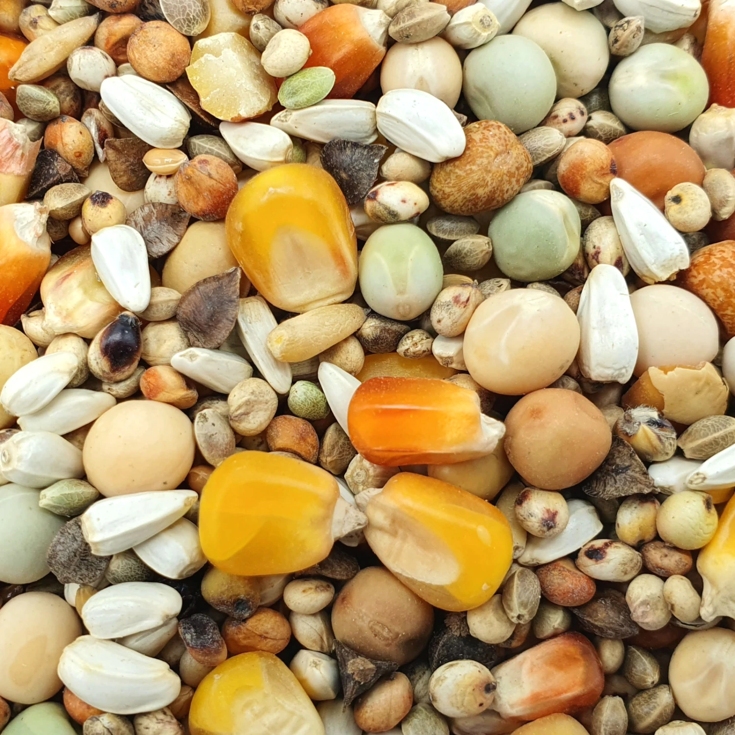 Gladen Zucht Ohne Weizen 25kg 1 Gladen Zucht Ohne Weizen 25kg