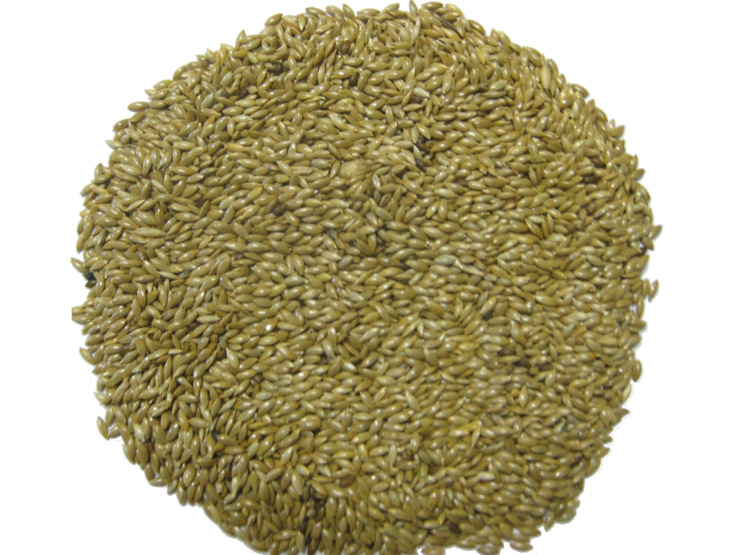 Kanariensaat - Versele 25kg 2 Kanariensaat - Versele 25kg – Bild 2