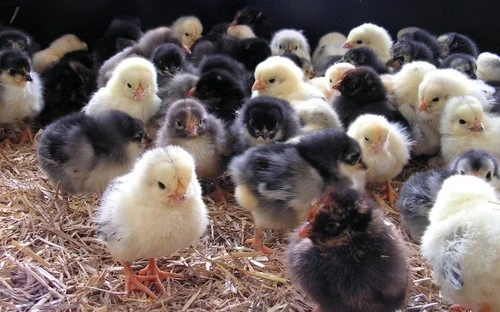 Havens Start-Premium - Kükenkorn 25kg 3 Havens Start-Premium - Kükenkorn 25kg – Bild 3