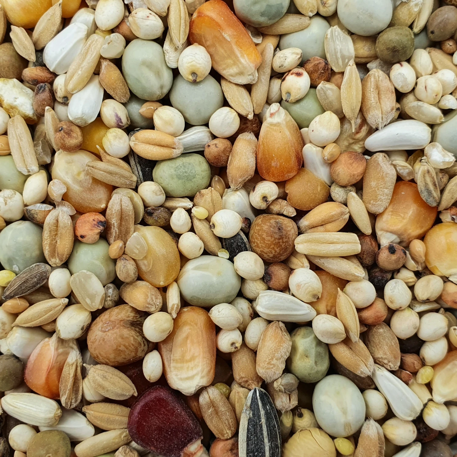 Spinne Zucht- & Reise Forte 25kg 1 Spinne Zucht- & Reise Forte 25kg