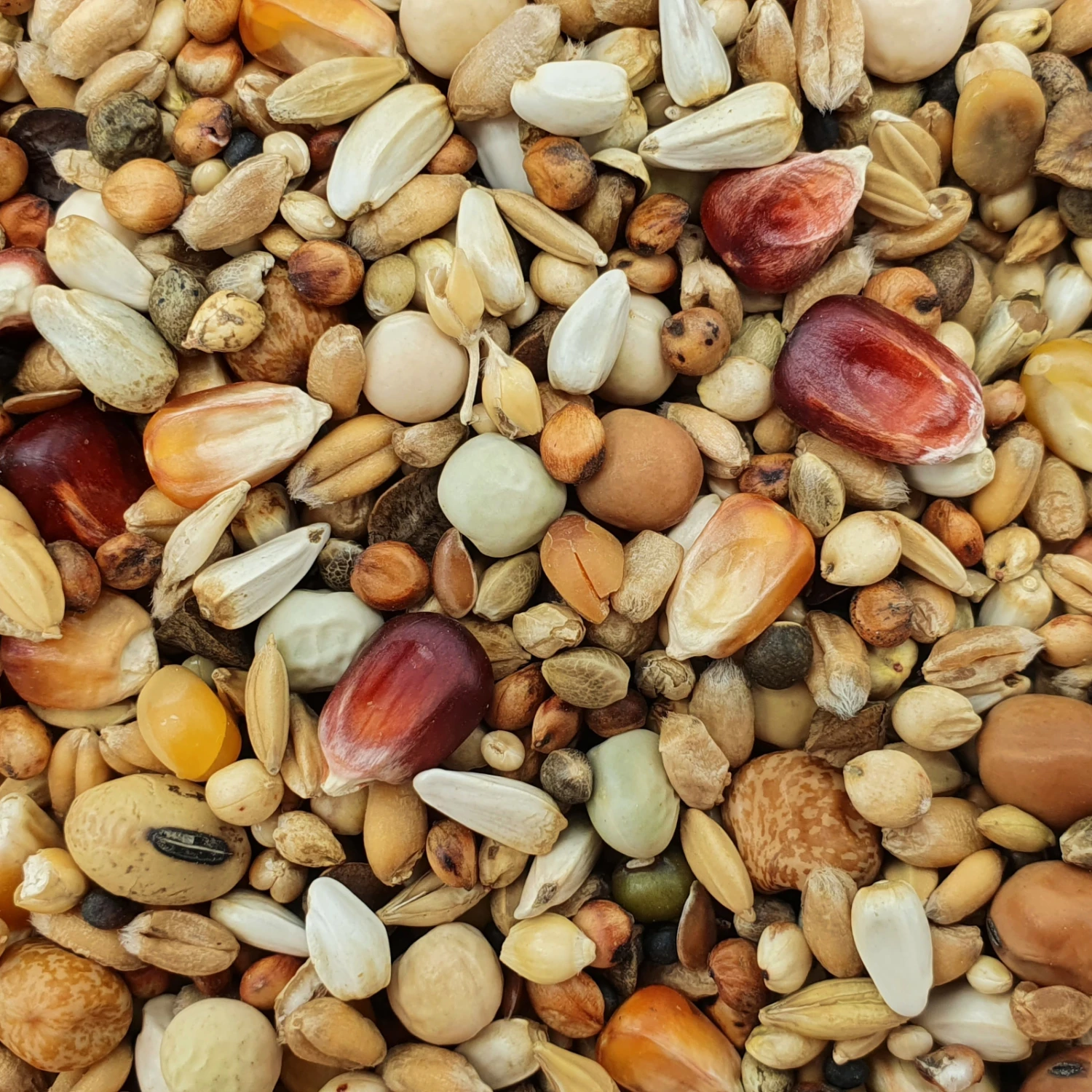 Paloma Nr.58 Mauser Premium Promo 27,5kg 1 Paloma Nr.58 Mauser Premium Promo 27,5kg