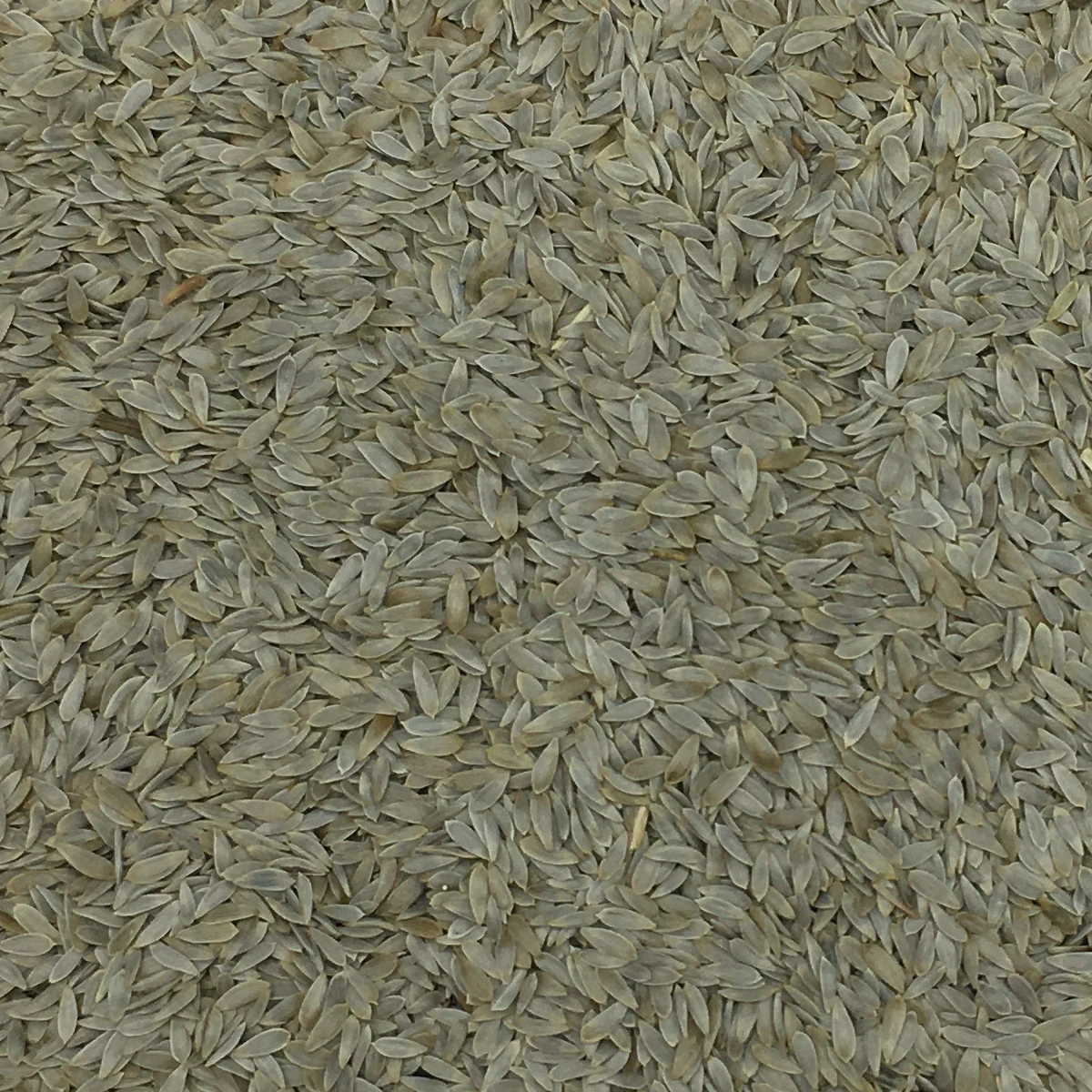 Salatsaat - Gladen 2,5kg 1 Salatsaat - Gladen 2,5kg