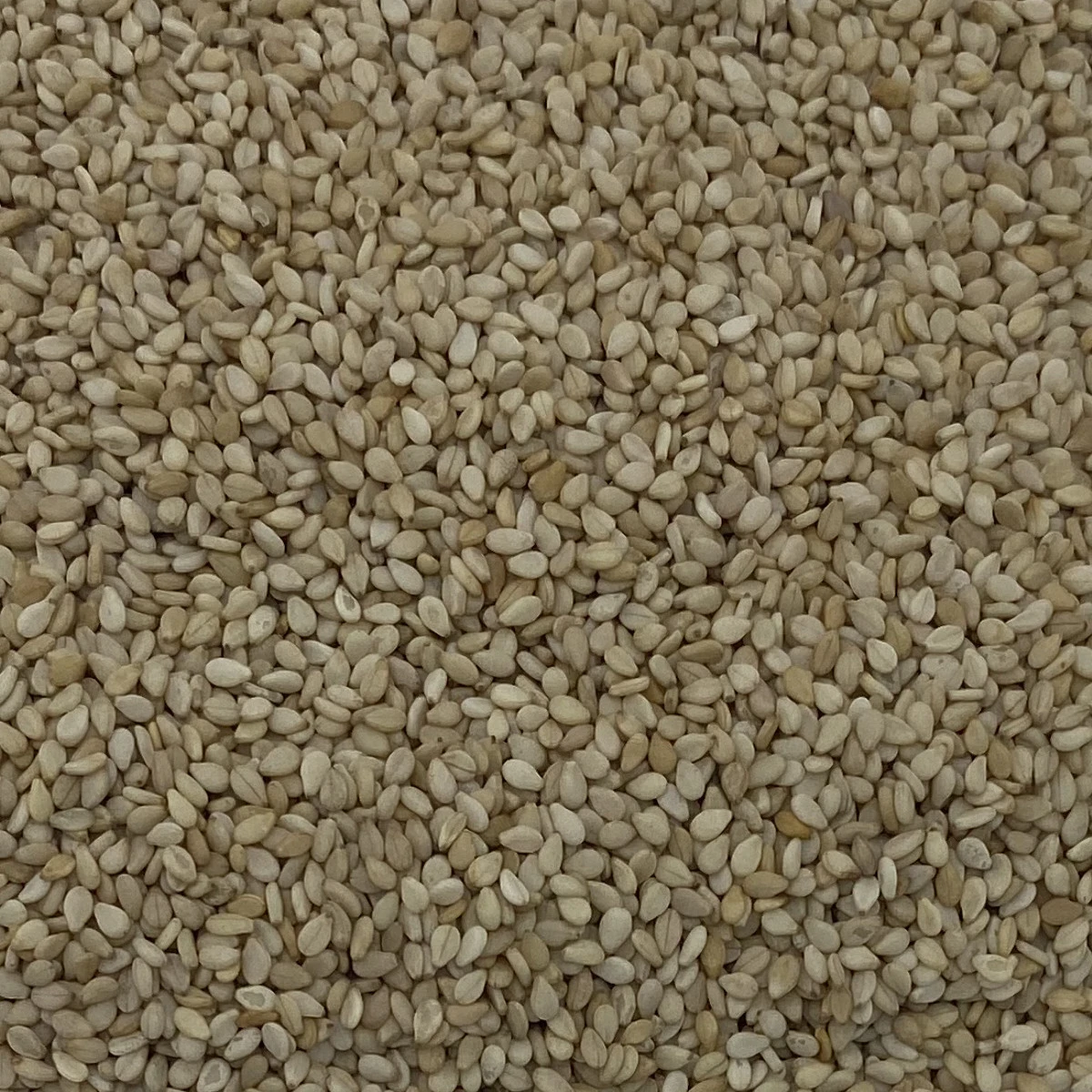 Sesamsaat - Gladen 2,5kg 1 Sesamsaat - Gladen 2,5kg