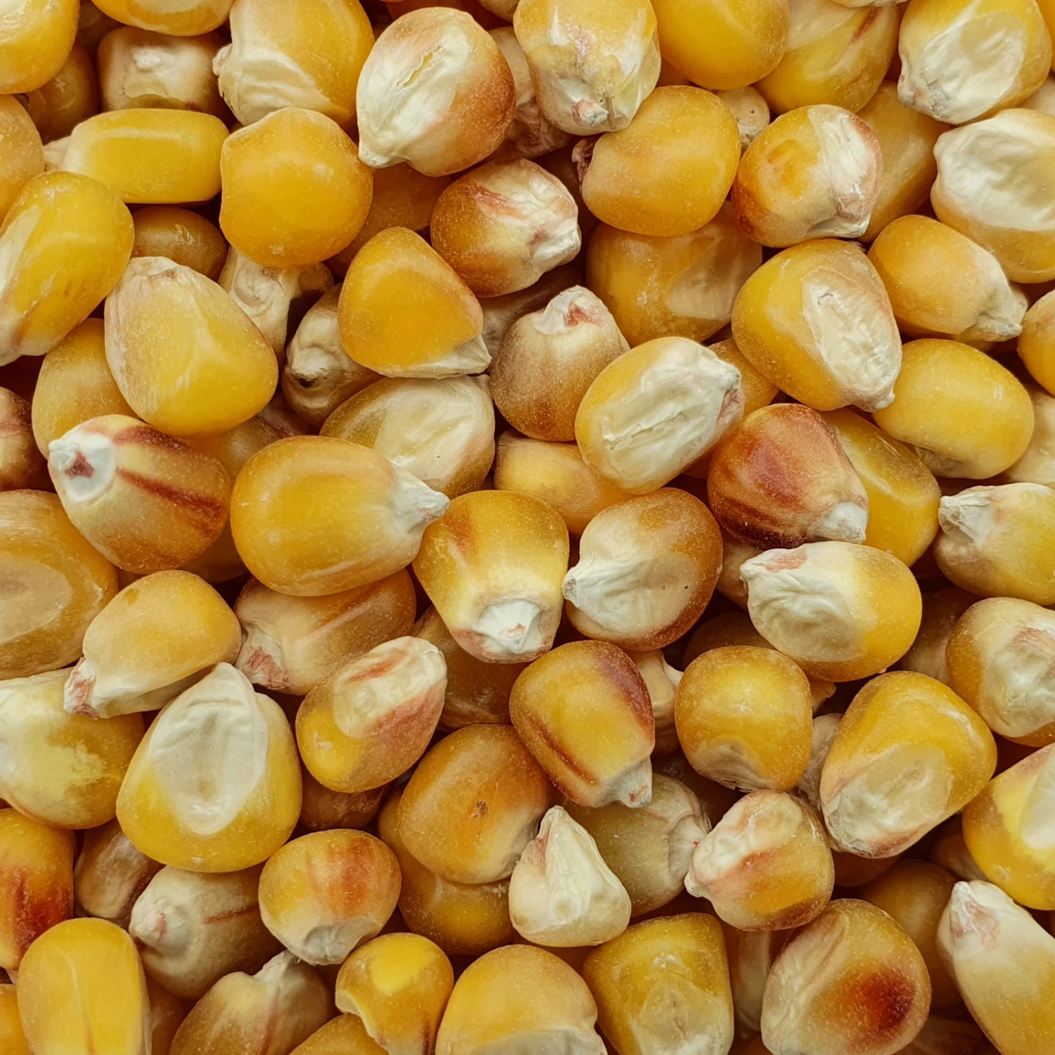 Mais Badischer Landmais - Spinne 25kg 1 Mais Badischer Landmais - Spinne 25kg