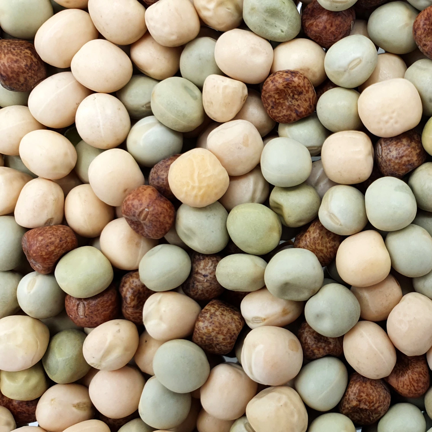 Erbsengemenge - Spinne 25kg 1 Erbsengemenge - Spinne 25kg