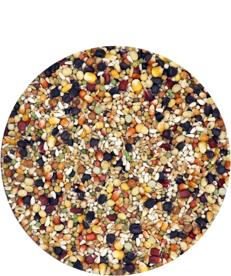 Versele Superstar Plus IC+ Black Label 20kg 1 Versele Superstar Plus IC+ Black Label 20kg