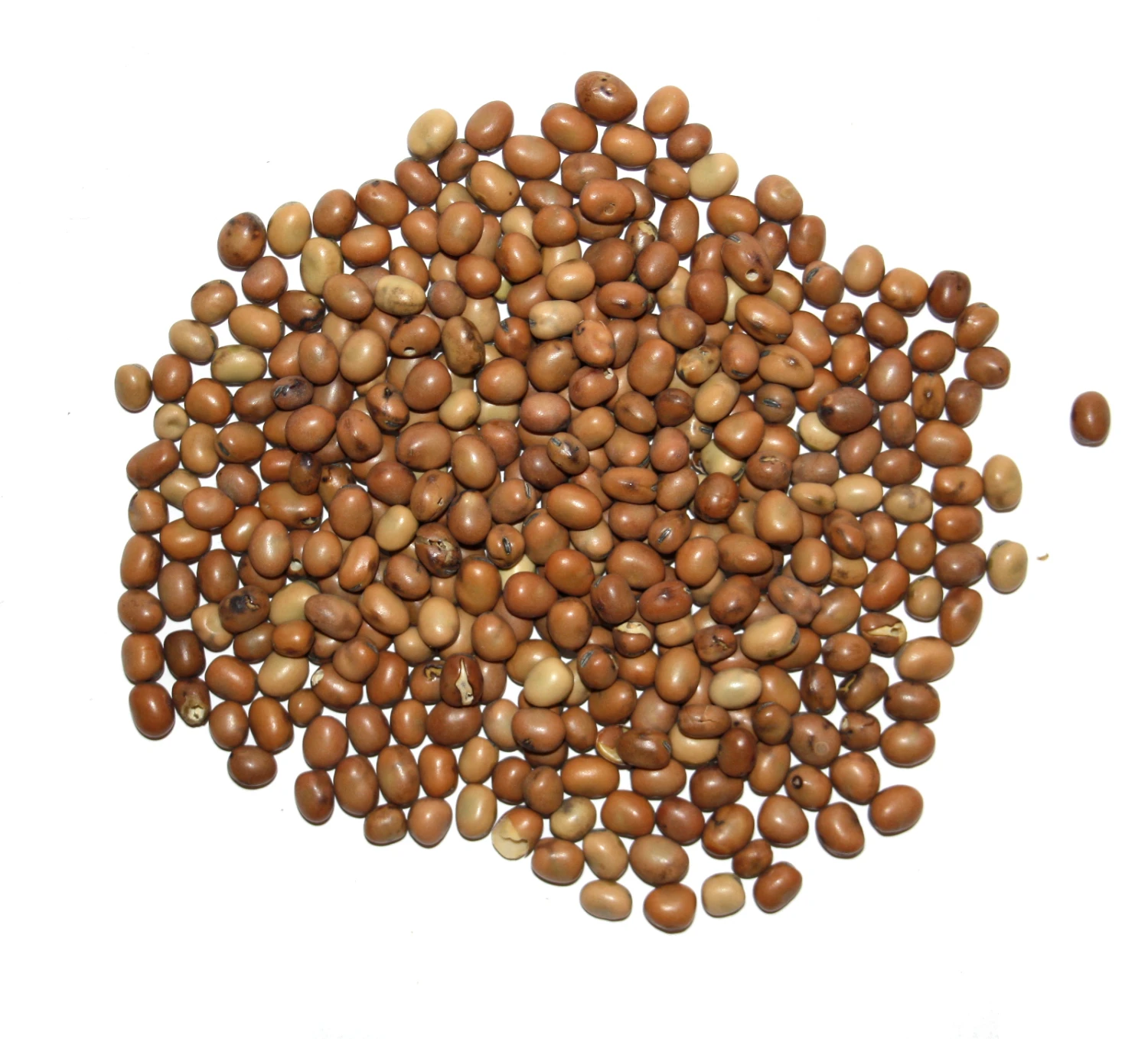 Vanrobaeys Taubenbohnen 25kg 2 Vanrobaeys Taubenbohnen 25kg – Bild 2