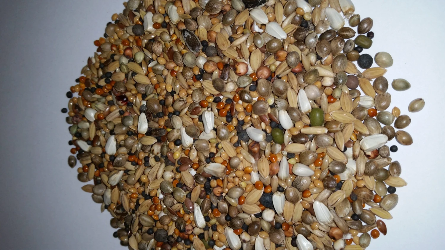 Paloma Nr.24 Diamond Sämereien 20kg 1 Paloma Nr.24 Diamond Sämereien 20kg