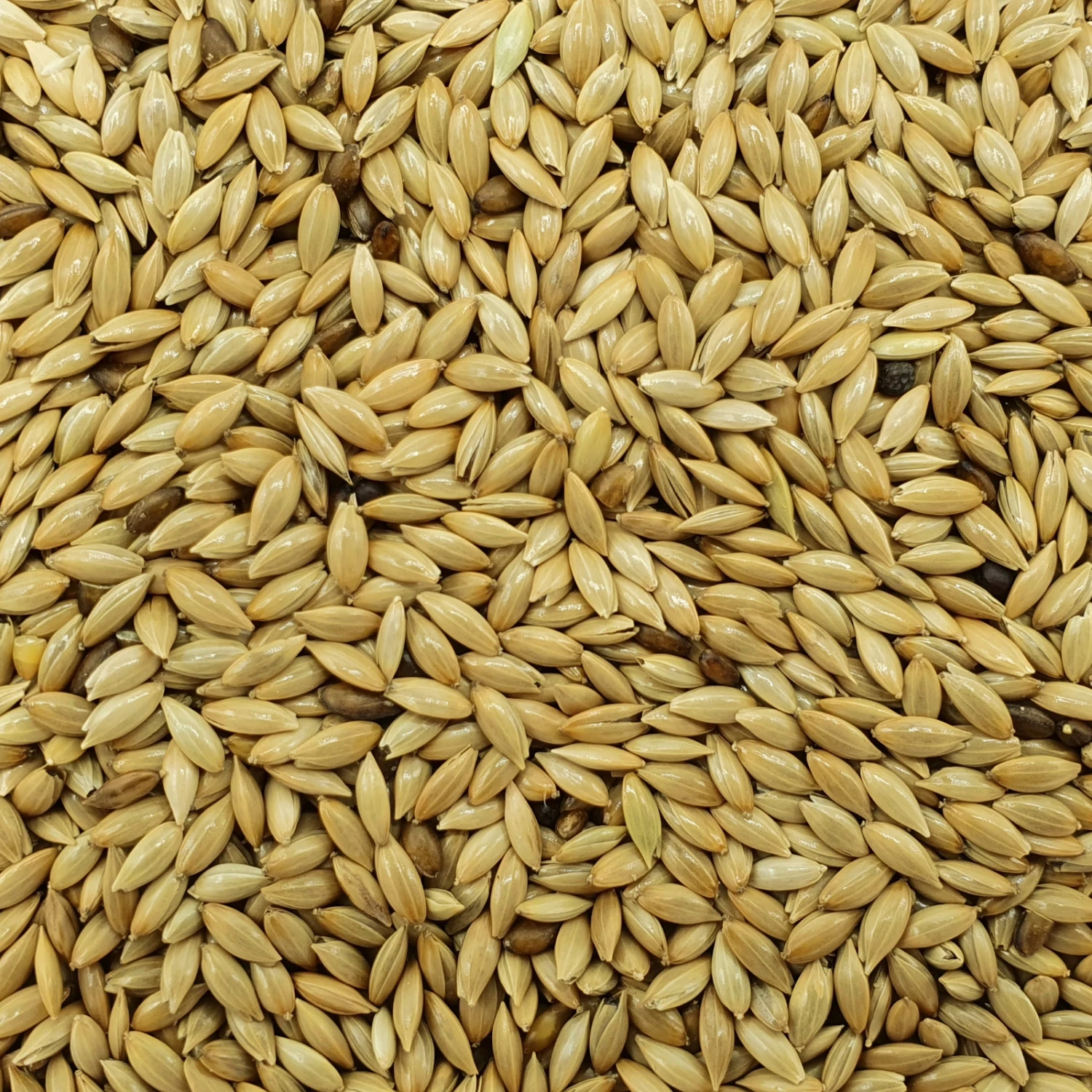 Kanariensaat - Versele 25kg 1 Kanariensaat - Versele 25kg